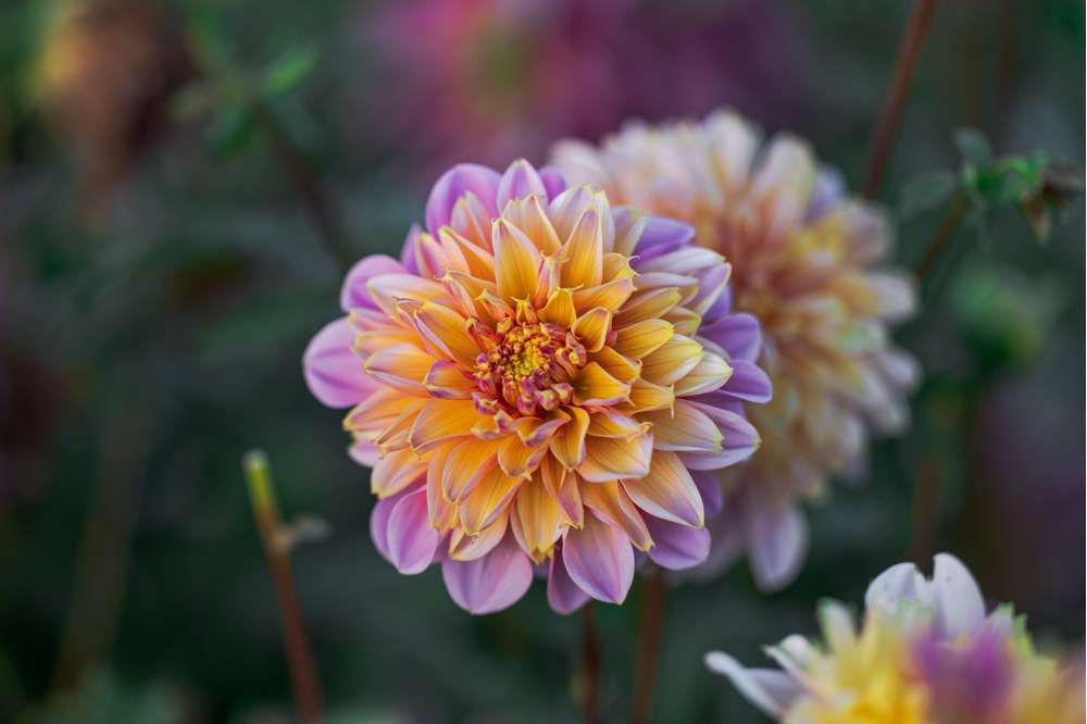 Dahlia 'Life style'
